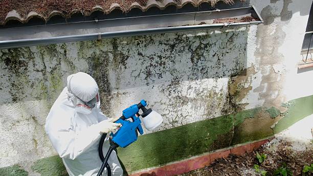 Top rated local Basement Mold Remediation specialists in Hummelstown, PA